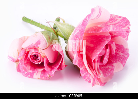 Zwei perfekte Rosen auf weißem Hintergrund. Stockfoto