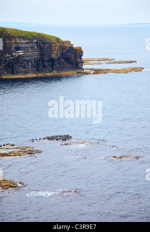 Blick auf Klippen auf Nord-östlich von Schottland mit Grey Seal rookery Stockfoto