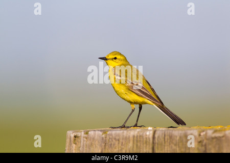 Gelbe Bachstelze Motacilla Flava SSP Flavissima, Männlich, Kent, UK-Frühling Stockfoto