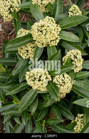 Skimmia X confusa 'Kew Green', Rutaceae, Japan, China und Ostasien. Stockfoto