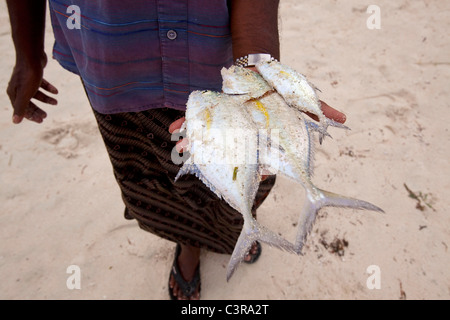 Fischer Holding Fische fangen auf Seite Palm, Lakkadiven, Lakshadweep, Indien Stockfoto