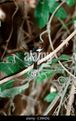 Scharlachrote brillentragende Flechtwerk-Auge (Platysteira Cyanea: Muscicapidae) im Wald, Gambia Stockfoto