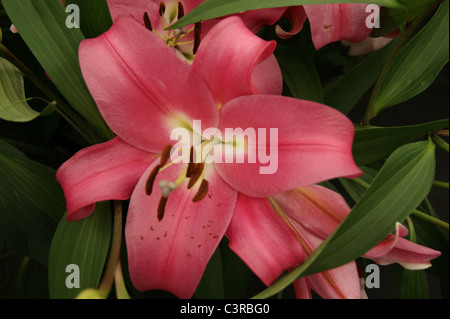 Lilie - Lilium Oriental Robina Stockfoto