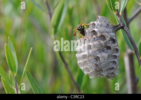 Europäische Papier Wespe - Polistine Paper Wasp (Polistes Dominula - Polistes Dominulus - Polistes Gallicus) Königin am Nest im Frühjahr Stockfoto