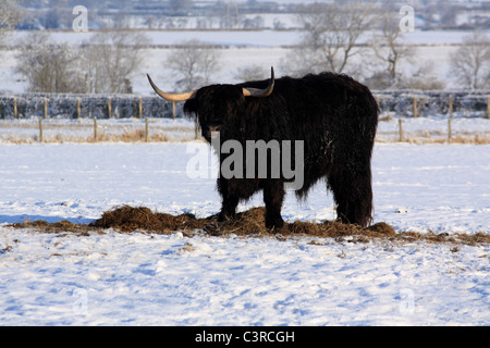 schwarze Highland Kuh Blick in die Kamera im Schneefeld im Schnee Stockfoto