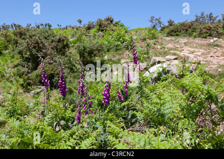 Wild purple Lady Handschuhe (Digitalis Purpurea) in den westlichen Pyrenäen. Digitales Pourpres Dans Les Pyrénées Occidentales. Stockfoto