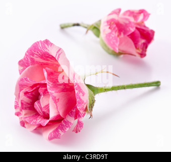 Zwei schöne Rosen auf weißem Hintergrund. Stockfoto