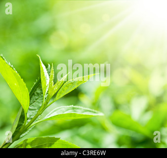 Teeblätter auf einer Plantage in den Strahlen des Sonnenlichts. Stockfoto