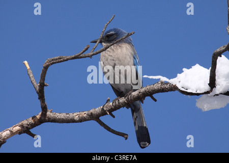 Westlichen Peeling Jay auf verschneiten Zweig in Arizona Stockfoto