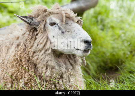 Seitenansicht des Kopfes eines Schafes, Cotswold Löwe.  Cotswolds, UK. Stockfoto