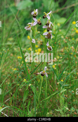 Biene Orchidee (Ophrys Apifera) blühen im Frühling Stockfoto