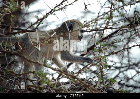 Schwarz konfrontiert Vervet Affen unter den großen Dornen der Akazie, Tsavo West Nationalpark, Kenia. Stockfoto