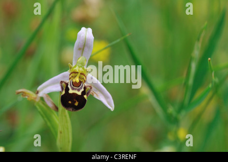 Biene Orchidee (Ophrys Apifera) blühen im Frühling Stockfoto