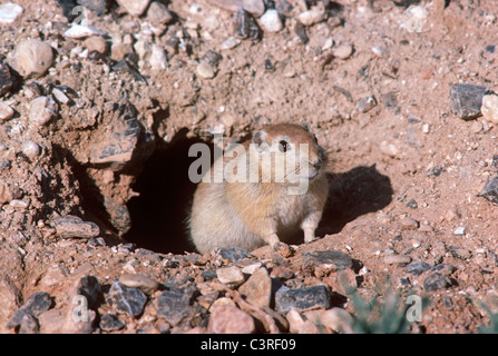 Fette Sand Ratte weiblich (Psammomys Obesus) von ihrem Fuchsbau in Wüste Israels Stockfoto