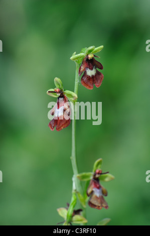 Fliegen Sie Orchidee (Ophrys Insectifera) Blüte im Frühjahr Stockfoto