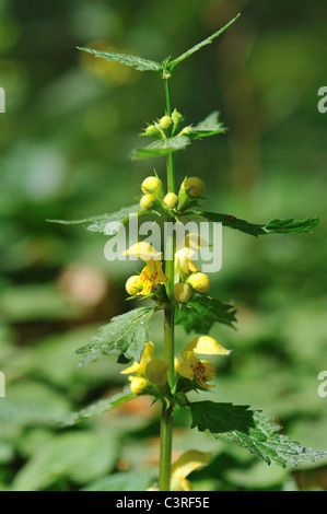 Gelbe Erzengel (Lamium Galeobdolon) blühen im Frühling - Hallerbos (Niederländisch für Halle Wald) Belgien Stockfoto