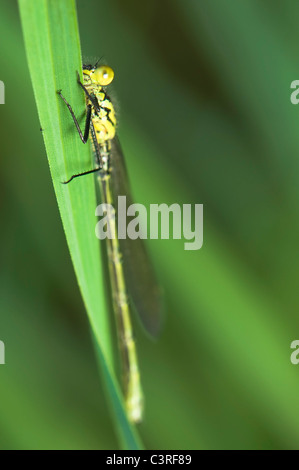 Erythromma najas Stockfoto