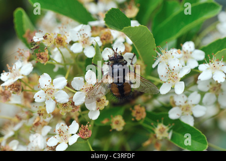 Tachinid Fliege (Tachina Fera) Besuch Blumen im Frühling Stockfoto