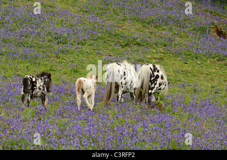 Gefleckte Ponys mit ihren Fohlen unter den Glockenblumen Stockfoto