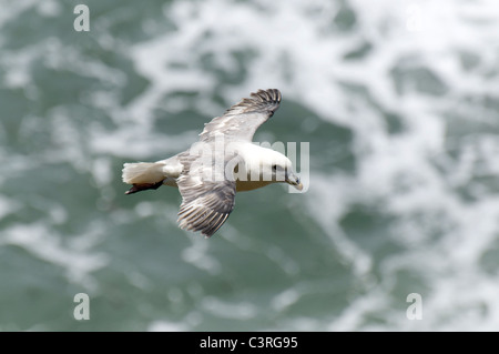 Eine Fulmar im Flug bei Ynys Lochtyn, Westwales. Stockfoto