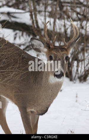 8 Punkt Buck, weißen Schweif Hirsche im Winterschnee Stockfoto