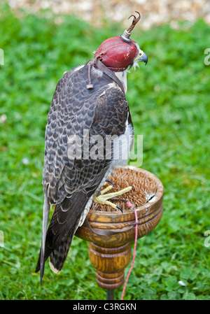 Wanderfalken-Sakerfalken (Falco Peregrinus/Cherrug) Haube Stockfoto