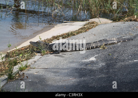 Mount Dora Alligator von der Bootstour dock Stockfoto