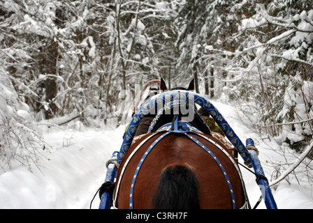 Ein Pferd öffnen Schlittenfahrt im Wald Stockfoto