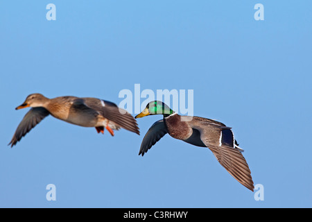 Stockente / wilde Enten (Anas Platyrhynchos) Männchen und Weibchen im Flug Stockfoto