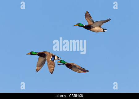 Stockente / wilde Enten (Anas Platyrhynchos) Männchen im Flug Stockfoto