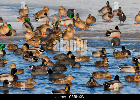 Wasservögel und Stockenten (Anas Platyrhynchos) strömen Schwimmen im Eisloch der zugefrorenen Teich im winter Stockfoto