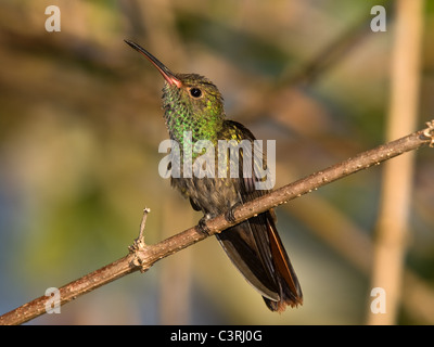 Rotschwanzkolibri, Amazilia tzacati, thront auf einem Ast. Stockfoto