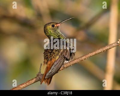 Rotschwanzkolibri, Amazilia tzacati, thront auf einem Ast. Stockfoto