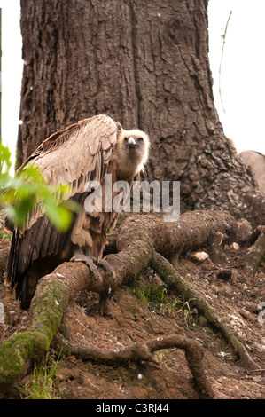 Vertikale Porträt Griffon Vulture abgeschottet Fulvus thront auf einer Baumwurzel. Stockfoto