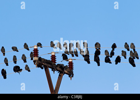 Turm (Corvus Frugilegus) und Dohle (Corvus Monedula) strömen Schlafplatz auf Telefonleitungen Stockfoto