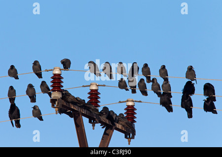 Turm (Corvus Frugilegus) und Dohle (Corvus Monedula) strömen Schlafplatz auf Telefonleitungen Stockfoto