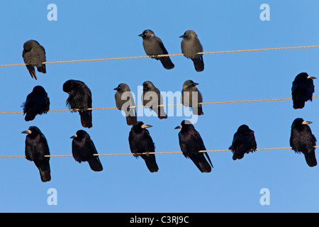 Turm (Corvus Frugilegus) und Dohle (Corvus Monedula) strömen Schlafplatz auf Telefonleitungen Stockfoto