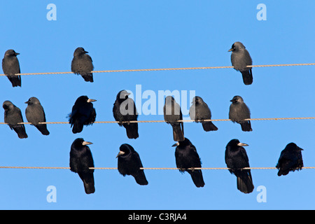 Turm (Corvus Frugilegus) und Dohle (Corvus Monedula) strömen Schlafplatz auf Telefonleitungen Stockfoto