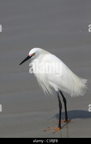 Große Silberreiher stehen am Strand Stockfoto