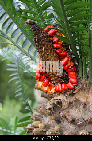 Breadpalm oder Broodboom, Encephalartos Longifolius, Zamiaceae. Eine seltene Cycadee aus Provinz Eastern Cape, Südafrika. Stockfoto