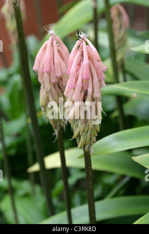 Wald-Lily oder Sand Zwiebel, Veltheimia Bracteata, Hyacinthaceae. Kap-Provinz, Südafrika. Stockfoto