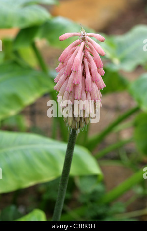 Wald-Lily oder Sand Zwiebel, Veltheimia Bracteata, Hyacinthaceae. Kap-Provinz, Südafrika. Stockfoto