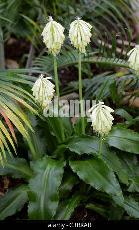 Wald-Lily oder Sand Zwiebel, Veltheimia Bracteata, Hyacinthaceae. Kap-Provinz, Südafrika. Stockfoto