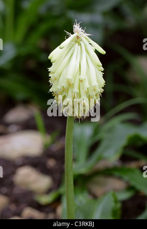 Wald-Lily oder Sand Zwiebel, Veltheimia Bracteata, Hyacinthaceae. Kap-Provinz, Südafrika. Stockfoto