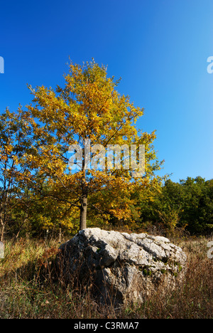 Kleine gelbe Eiche hinter großen Felsen mit klaren blauen Himmel Stockfoto