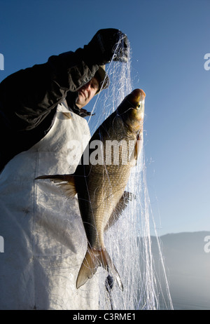 Österreich, Mondsee, Fischer fing einen Fisch im Fischernetz Stockfoto