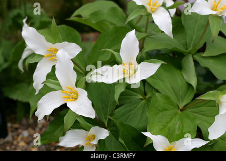 Western Wake Robin oder Pacific Trillium, Trillium Ovatum, Melanthiaceae Stockfoto