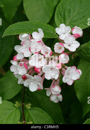 Bitchiu Viburnum oder Yeddo Viburnum, Viburnum Bitchiuense, Adoxaceae (Caprifoliaceae). Japan und Korea, Asien. Stockfoto