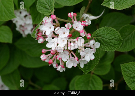 Bitchiu Viburnum oder Yeddo Viburnum, Viburnum Bitchiuense, Adoxaceae (Caprifoliaceae). Japan und Korea, Asien. Stockfoto