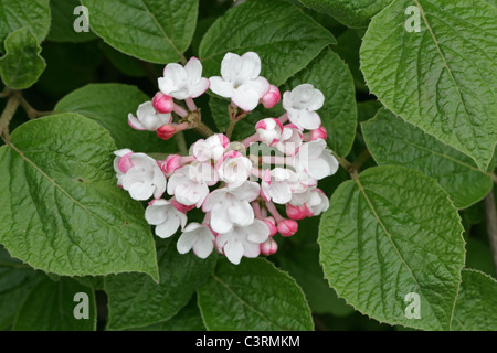 Bitchiu Viburnum oder Yeddo Viburnum, Viburnum Bitchiuense, Adoxaceae (Caprifoliaceae). Japan und Korea, Asien. Stockfoto